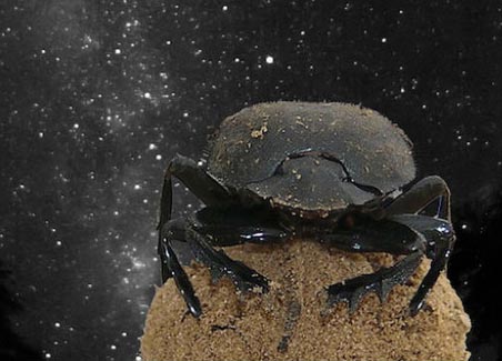se_anche_gli_scarabei_seguono_le_stelle_1891