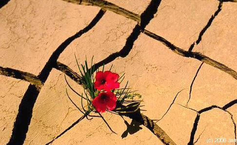 600_06-desert_flower