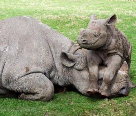 556946_10151484465327192_243250043_n