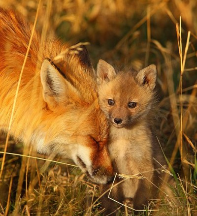 579223_461163123918979_744048978_n