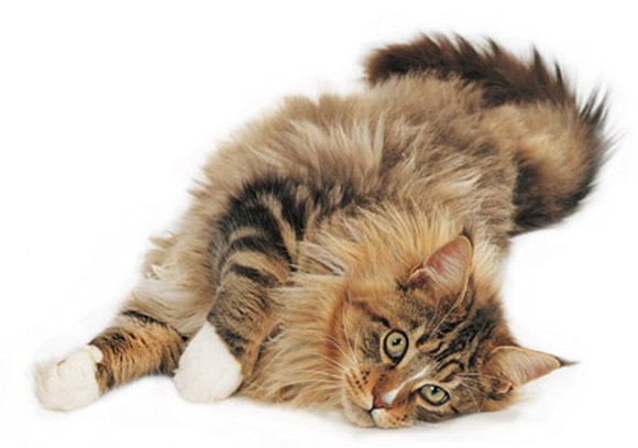 maine-coon-cat