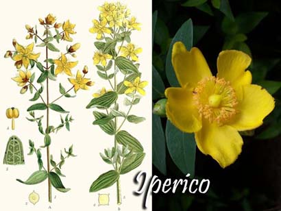 _090329070134_Iperico