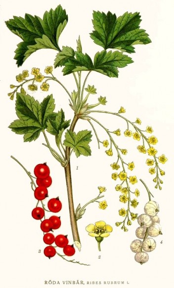 280_Ribes_rubrum