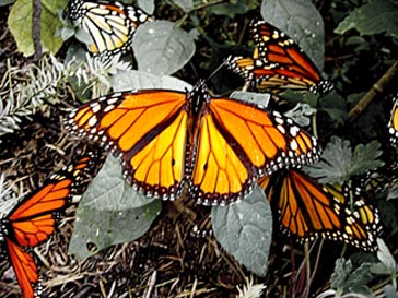 1204876316_34a91f5d26_b