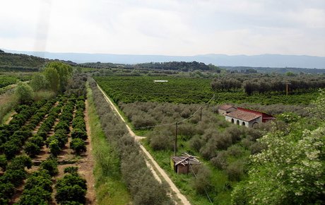 Piana_di_Gioia_Tauro