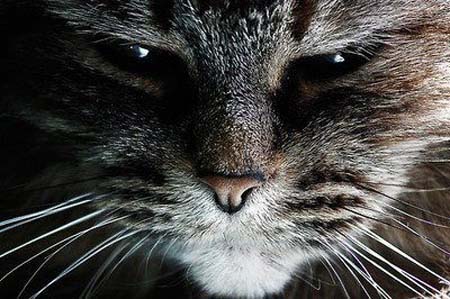 578190_404529922912057_197816881_n