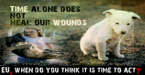 A-Story-Worth-Sharing-For-Ana-Maria-Ciulcu-The-Teenager-Who-Uses-Facebook-in-Saving-Stray-Dogs-in-Romania1