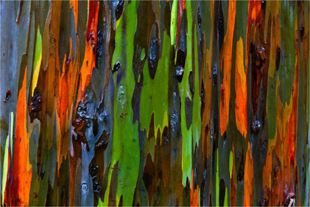 bark-abstract-c2a9-2011-christopher-martin-23421