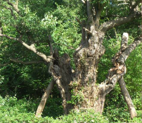 10563042_541520859309801_2354932736886502502_n