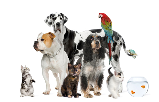 Group of pets standing in front of white background, studio shot