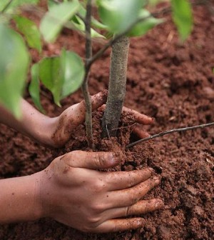 piantare-alberi-300x336