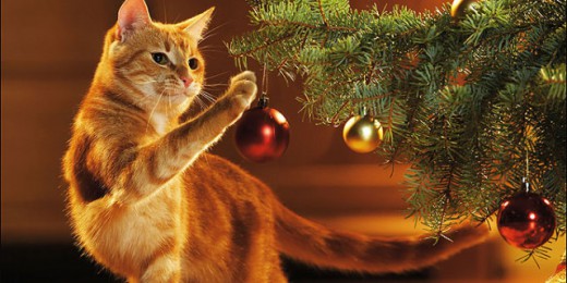gatto-gioca-con-albero-jpg-640x320