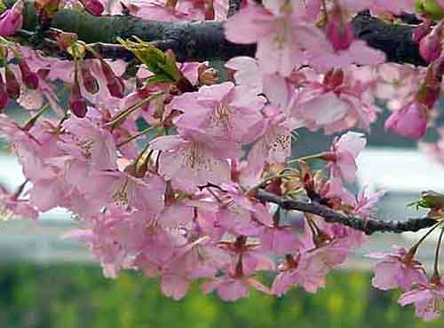 20070514-10. CILIEGI IN FIORE. PART.