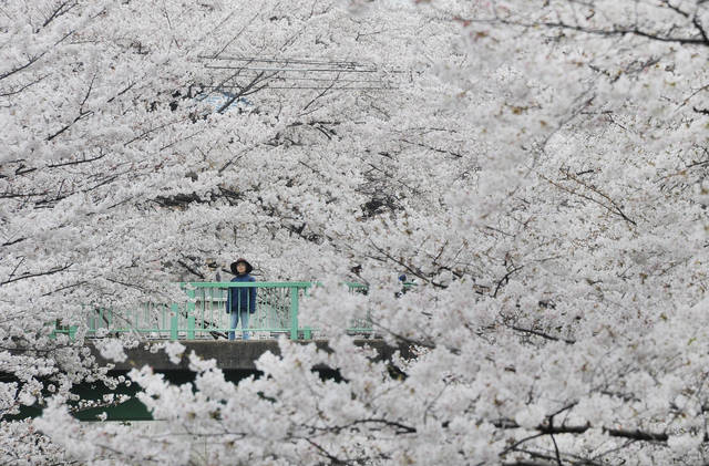 JAPAN-WEATHER-CHERRY BLOSSOM