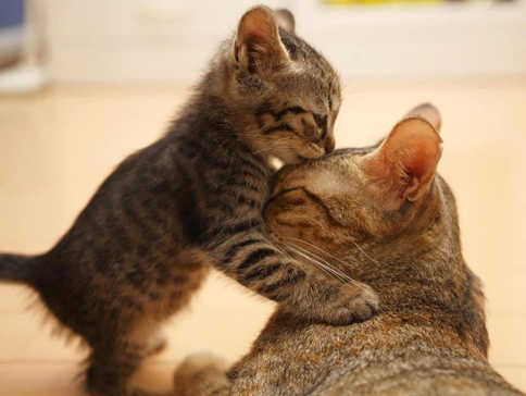 179608_341975339246033_1378230413_n