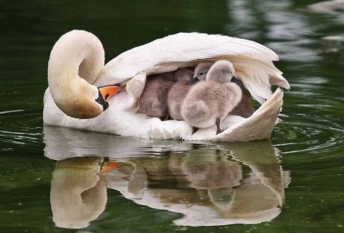 b2ap3_thumbnail_Bellissime-foto-di-mamme-animali-con-i-loro-cuccioli-03-1