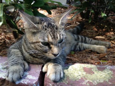 casa-e-museo-di-ernest