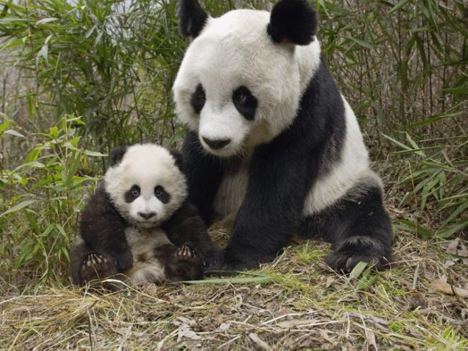 mamma_panda_e_cucciolo