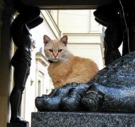 gatto-Ermitage