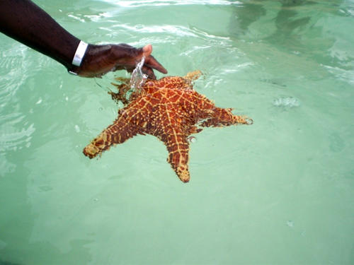 stelle-marine_128571