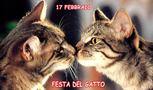 Festa_gatto