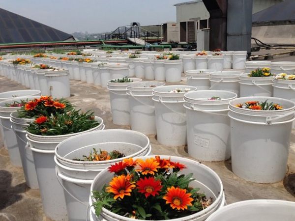 orto_sul_tetto_brasile_1