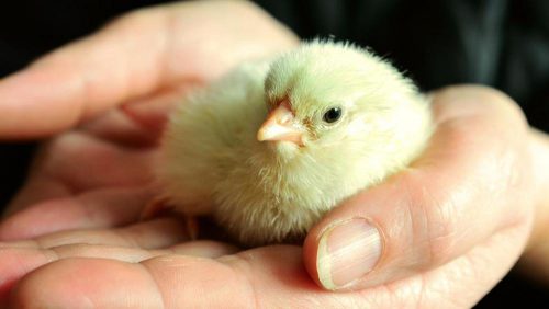 chicks-712702_1920-k0GG-U1080189463226m1G-1024x576@LaStampa.it