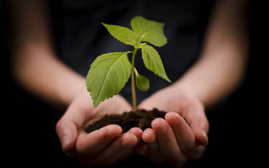 hand-holding-plant-ftr