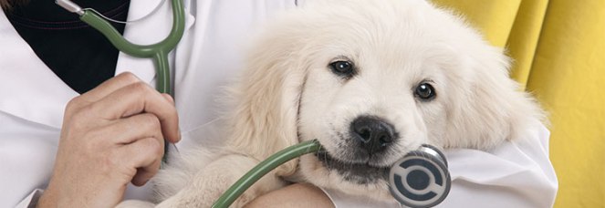 shutterstock_97664525_veterinari